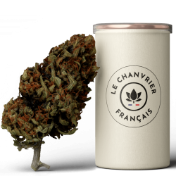 Mango Kush