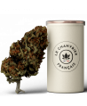 Mango Kush