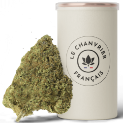 Mango Kush