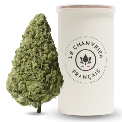 Lemon Haze
