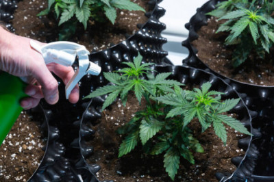 Indica ou Sativa : quelles différences entre ces deux familles de chanvre ?