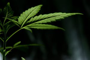 Comment fabrique-t-on de la résine de CBD ?