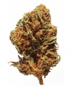 Mango Kush CBD : origine, arômes et caractéristiques