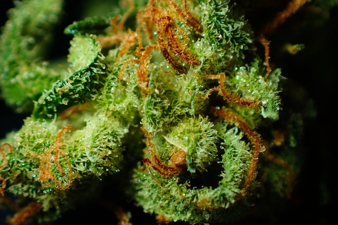 Le CBD et le THC dans la plante de cannabis