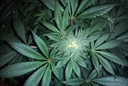 Comment arrêter la consommation de cannabis THC ?